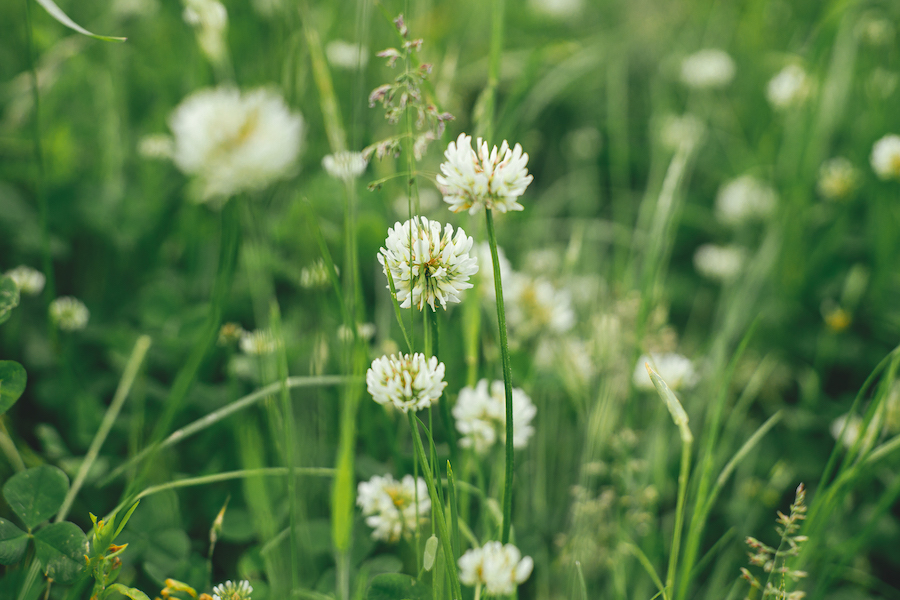 giftige planten in hooi voor paarden